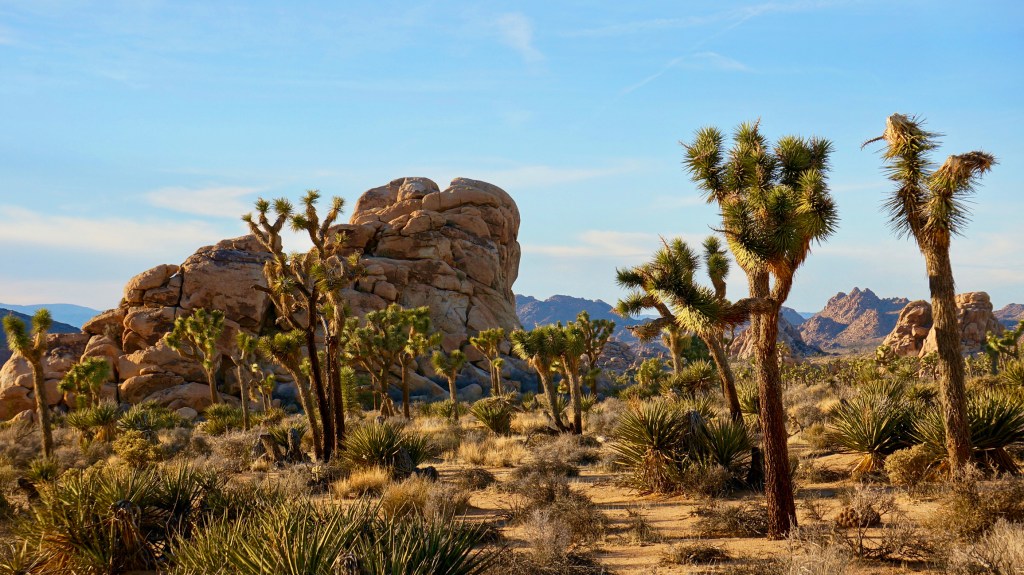 Joshua Tree