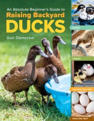 An Absolute Beginner's Guide to Raising Backyard Ducks